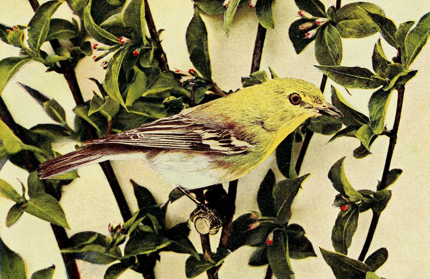 A vintage illustration of a small yellow bird perched among green foliage with red buds.