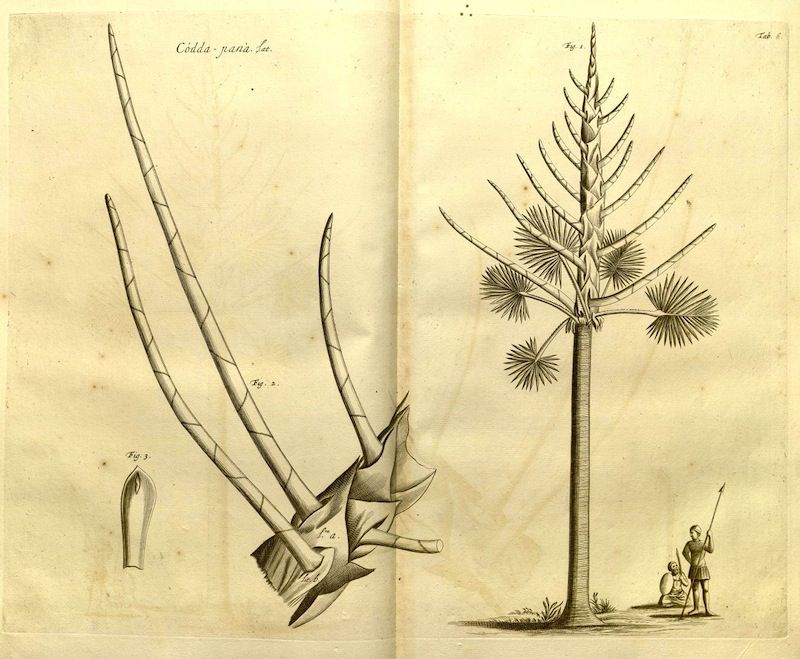 Vintage botanical illustration of a plant with detailed cross-section and full tree view.