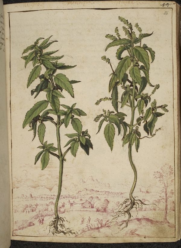 A vintage botanical illustration of two plants with detailed leaves, stems, and roots on an aged page of a book.