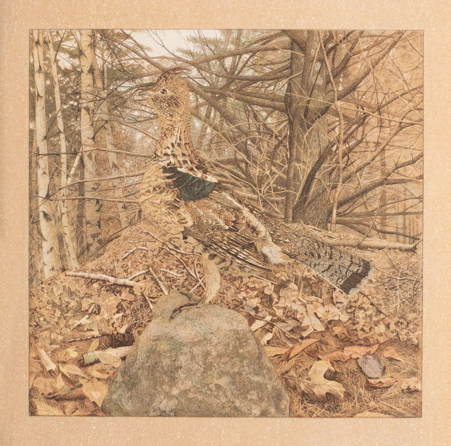 A sepia-toned illustration of a ruffed grouse blending into a forest floor.