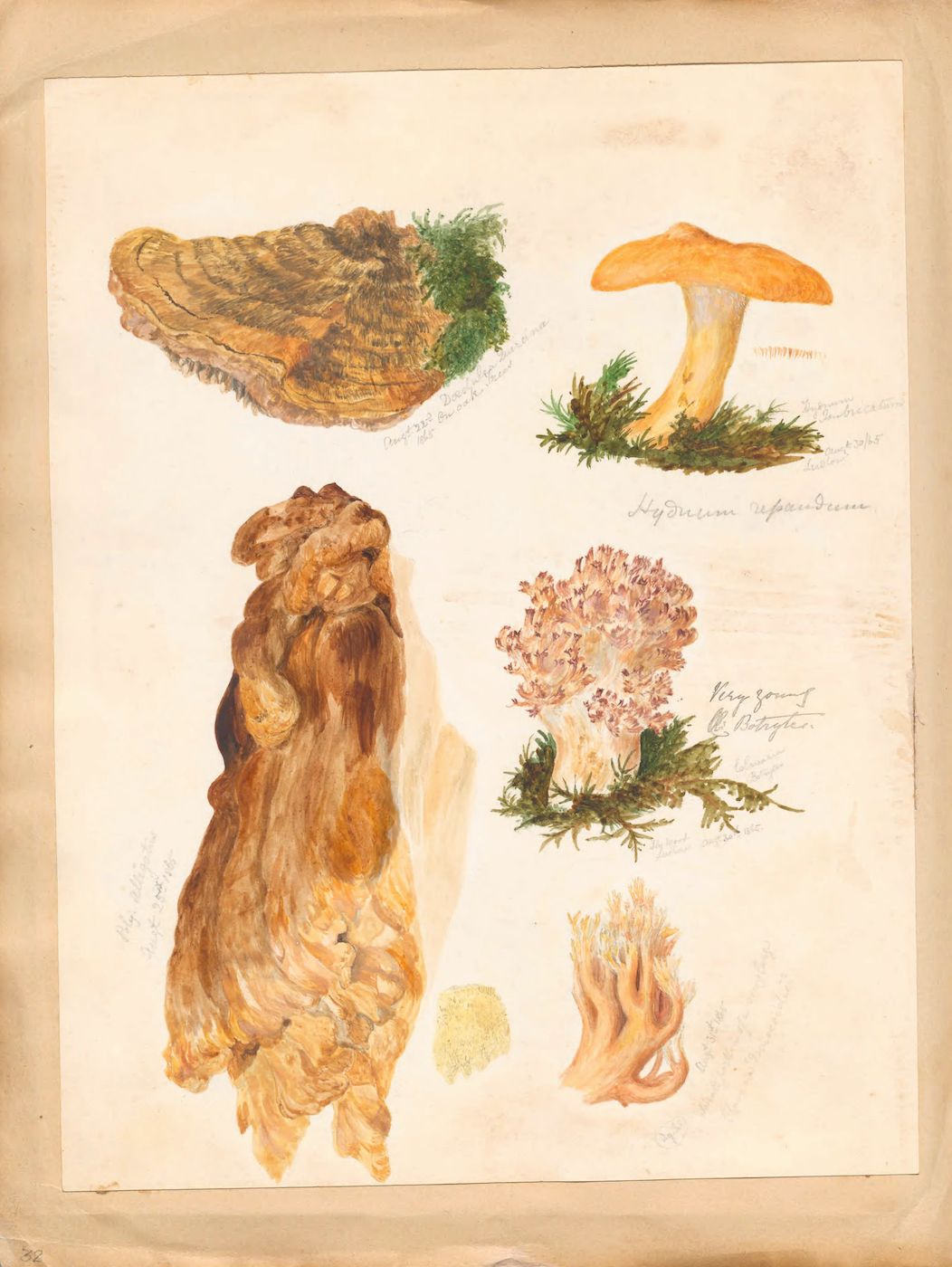 A vintage botanical illustration of various fungi, rendered in watercolor on aged paper.