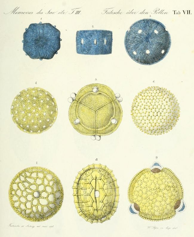 Vintage botanical illustration of nine pollen grains in blue and yellow, arranged in a 3x3 grid.