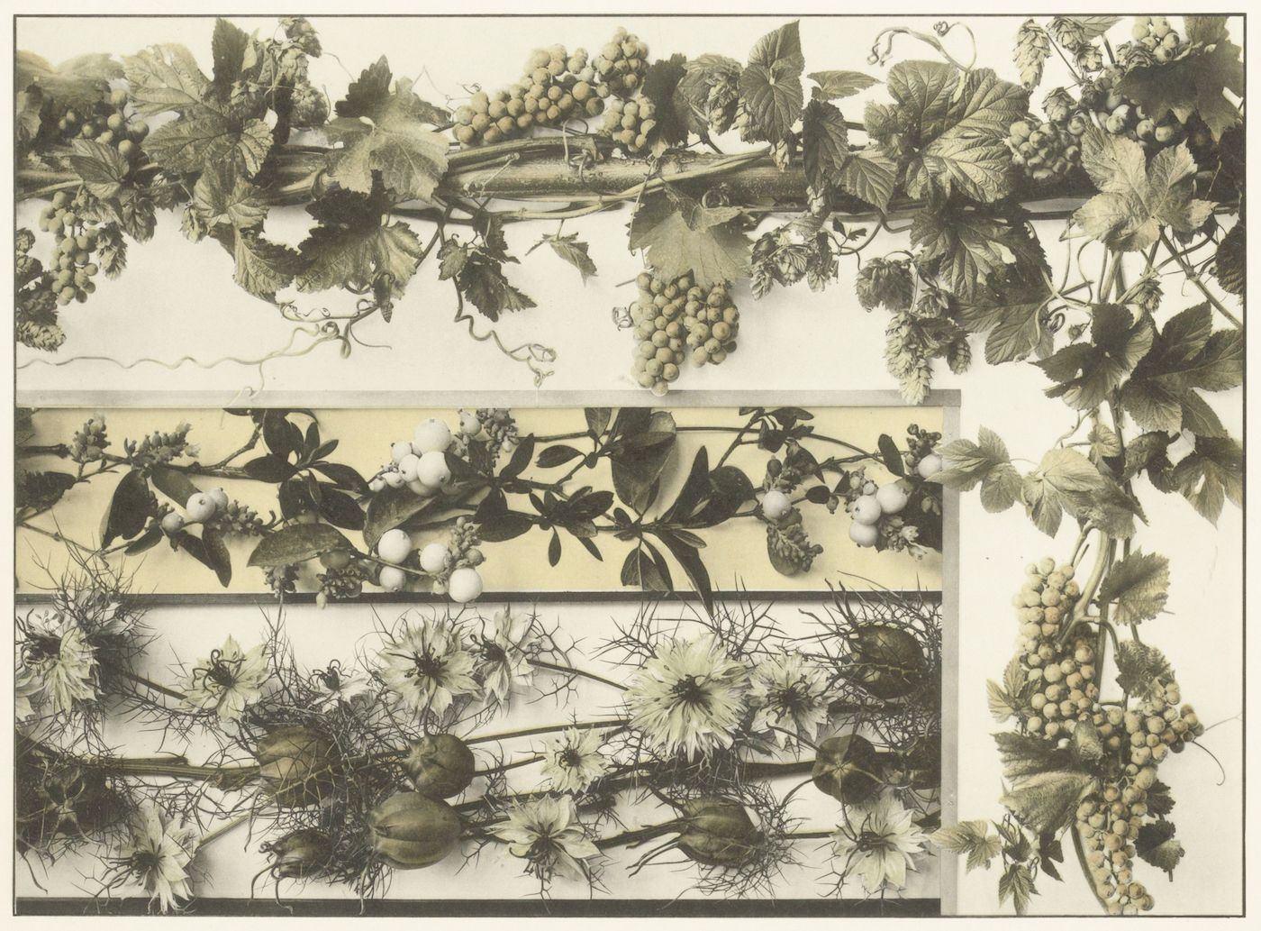 Sepia-toned botanical illustration of three different types of vines arranged in horizontal bands.