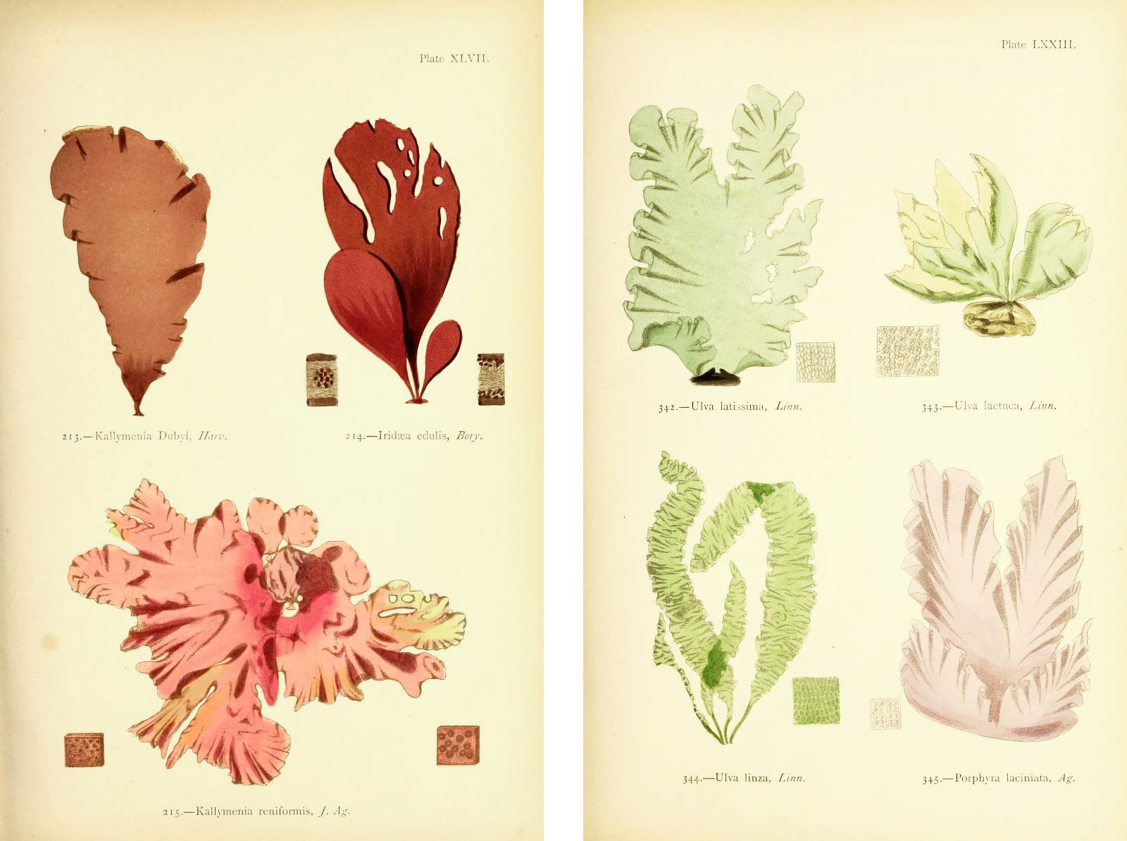 Botanical illustration of various seaweed species, divided into two panels labeled N.VII and N.VIII. Each panel contains detailed drawings of different seaweed species with their scientific names and author abbreviations.