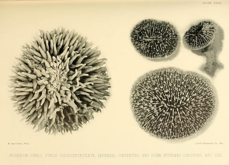 Vintage scientific illustration of mushroom coral in various stages of expansion and contraction.