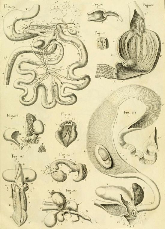 Vintage scientific illustration of cephalopod anatomy, featuring detailed drawings of squids and octopuses with labeled internal organs and structures.