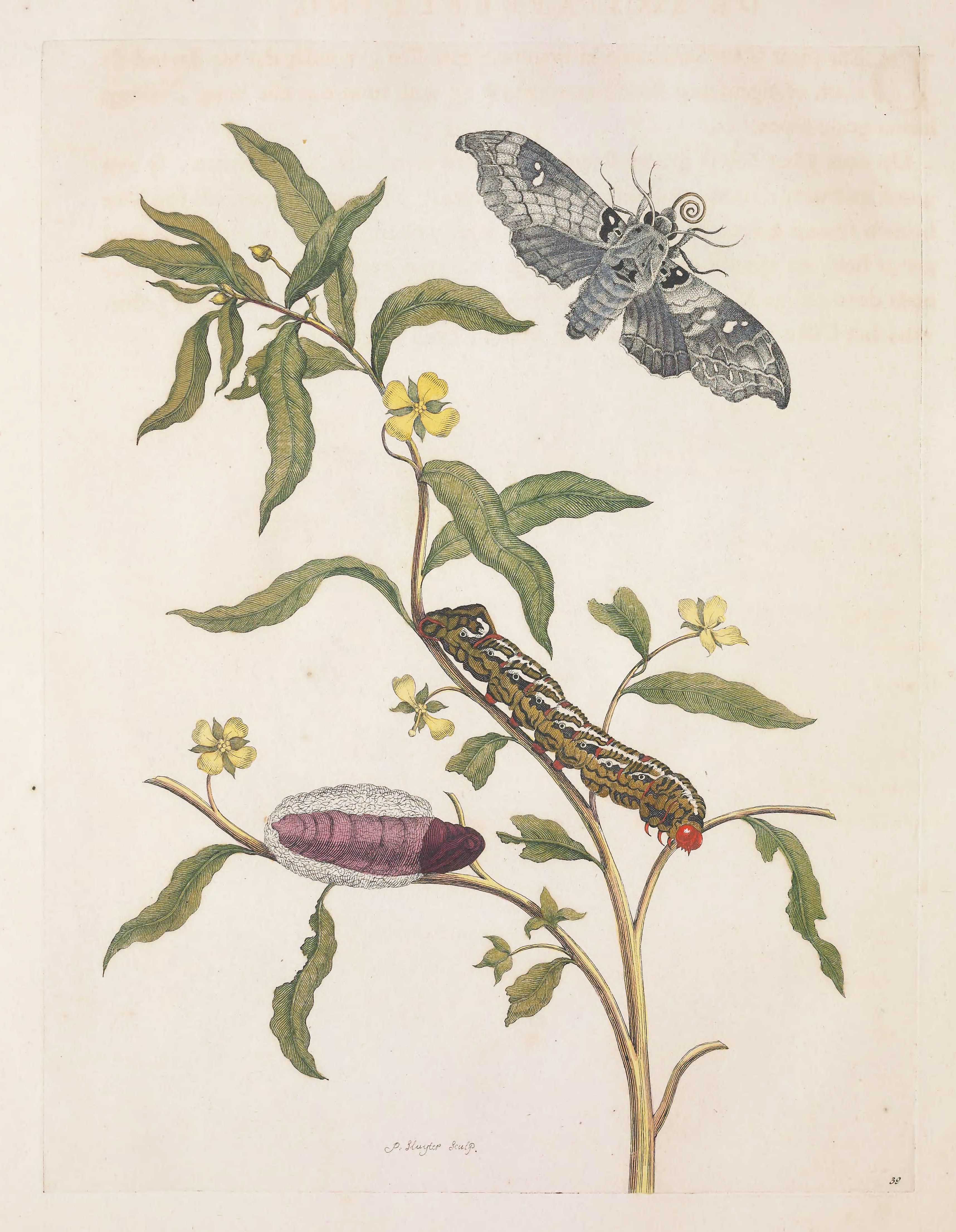 A vintage botanical illustration depicting the life cycle of a moth, including the moth, caterpillar, chrysalis, and the plant it inhabits.