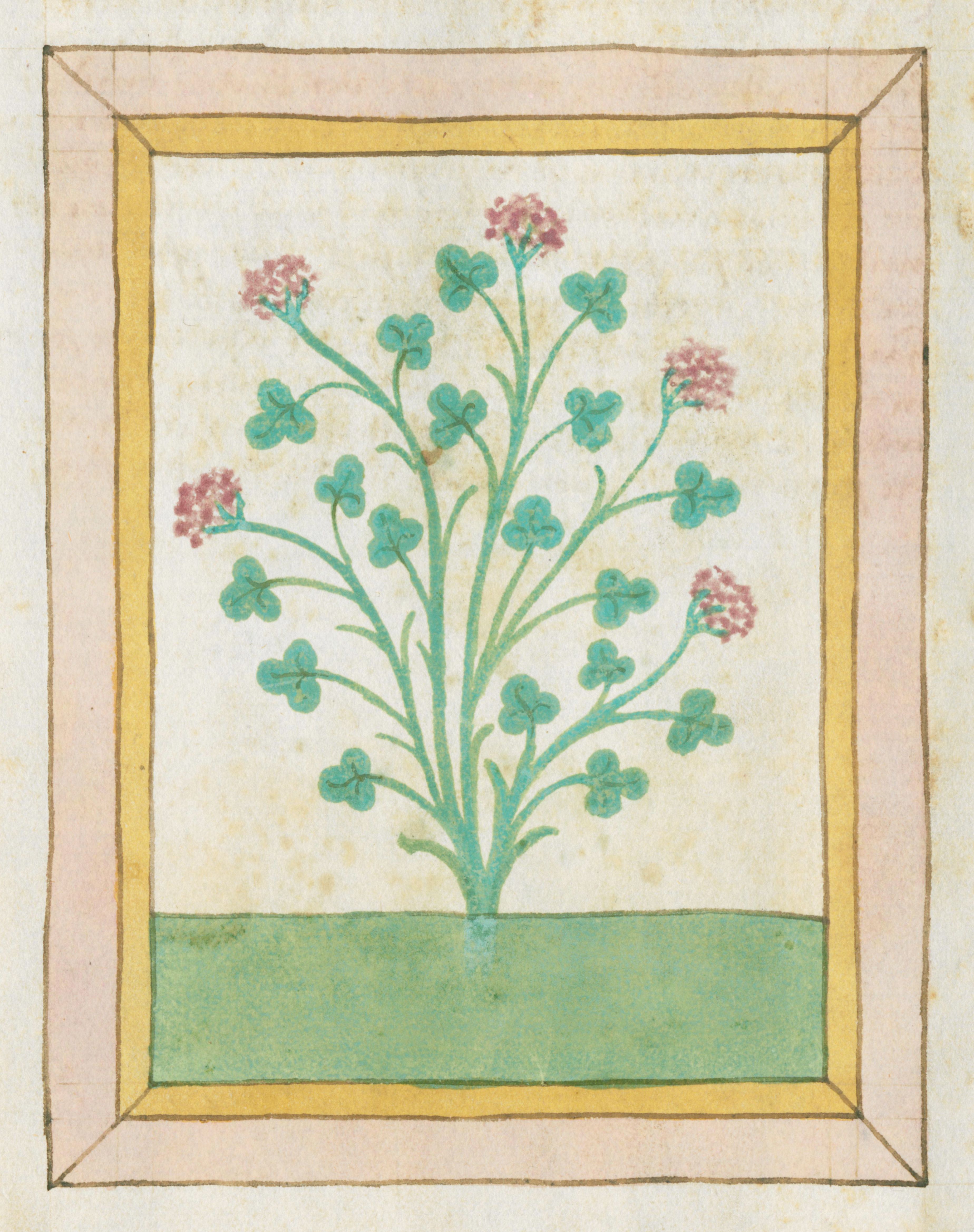 A botanical illustration of a plant with four-leaf clovers and small red flowers, framed by a decorative border.