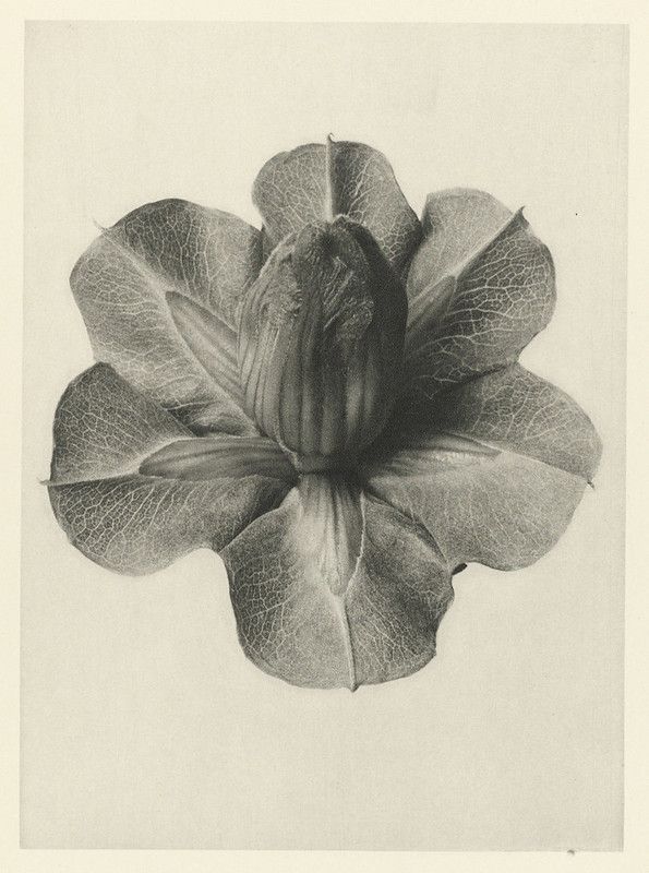 Black and white photograph of a flower with detailed petals and veins.