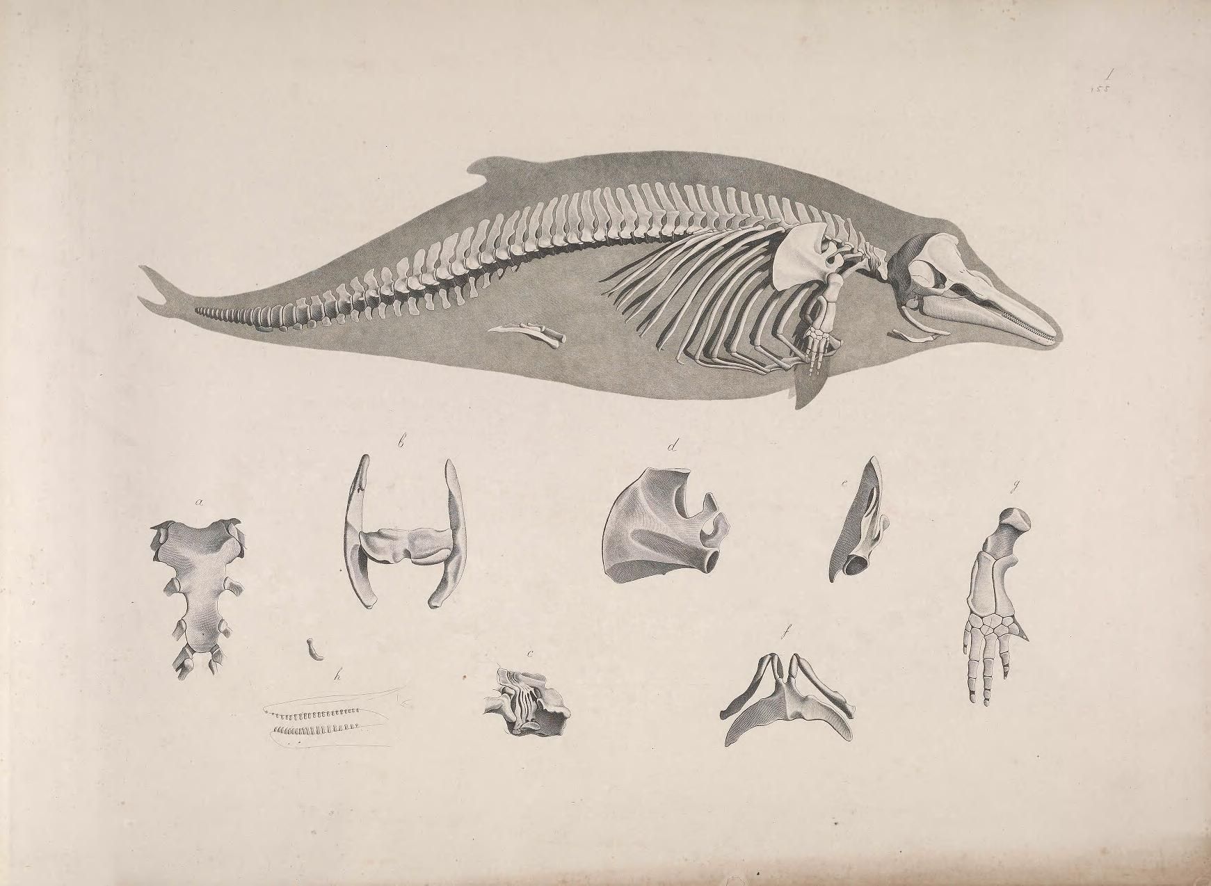 Vintage scientific illustration of a whale skeleton with detailed drawings of individual bones.
