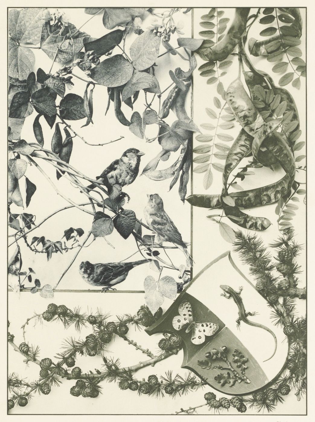 Vintage illustration of birds, branches, leaves, pine cones, a lizard, a shield, and butterflies arranged in a decorative composition.
