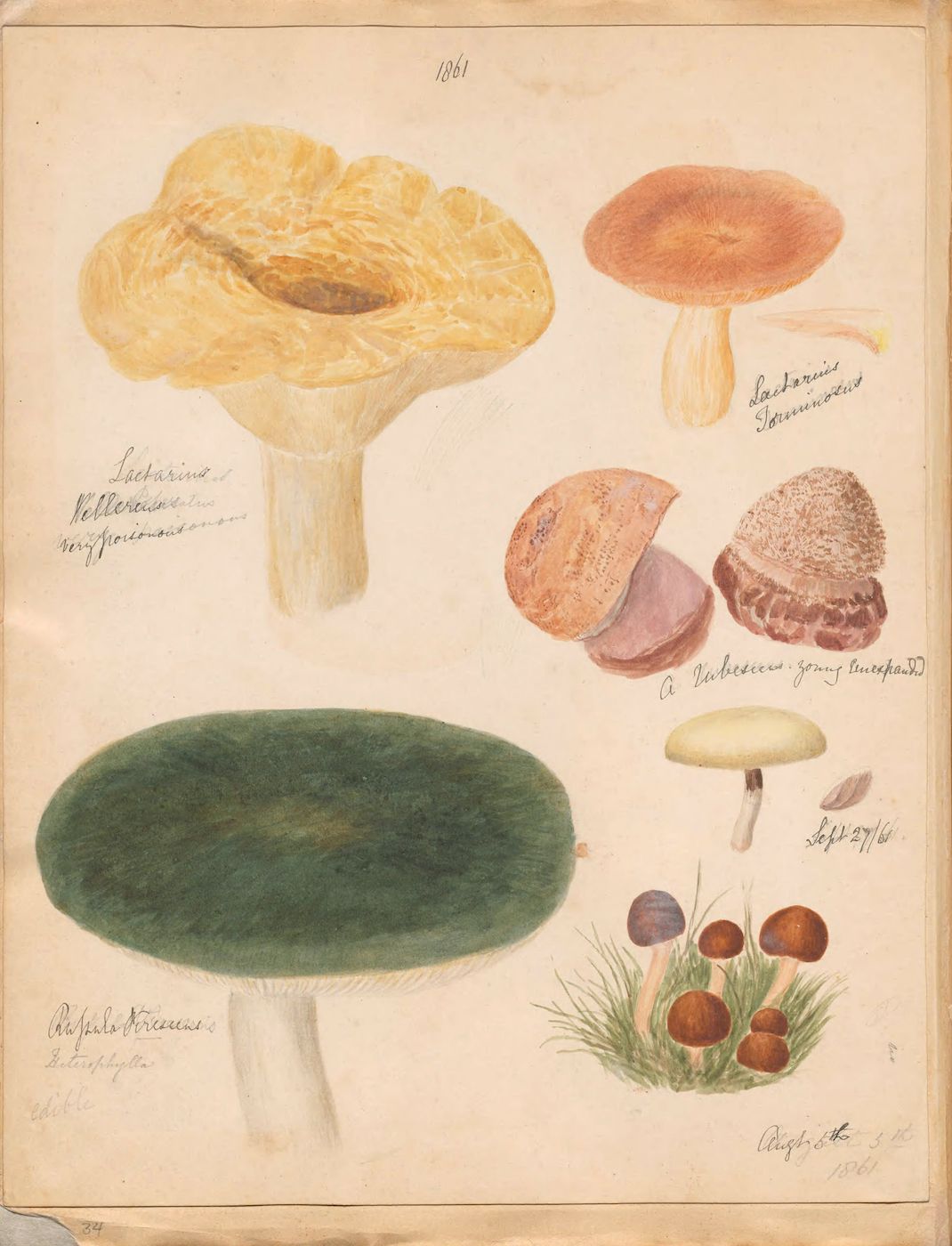 Vintage botanical illustration of various mushroom species on aged paper.