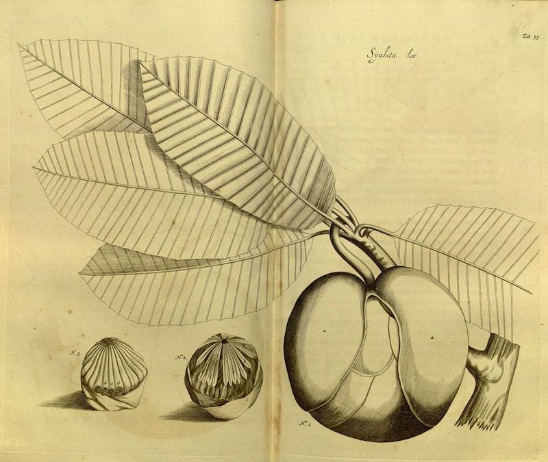 Vintage botanical illustration of a plant with a compound leaf and round fruit, including cross-sections of the fruit labeled 'No. 1' and 'No. 2'.