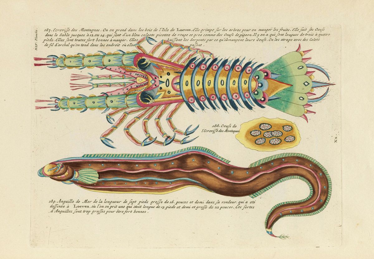Vintage illustration of a crab with a peacock fan and a long eel-like creature.