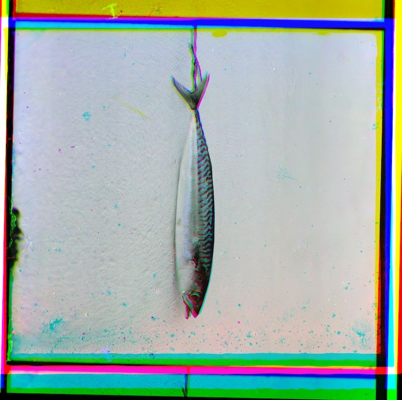 A fish suspended in the center against a pale, textured background, framed by a vibrant, glitch-like border.
