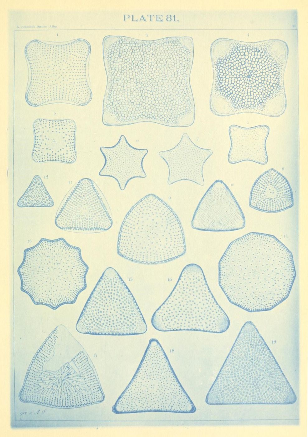 Vintage scientific illustration titled "PLATE 81" featuring a collection of geometric shapes filled with dots and lines.