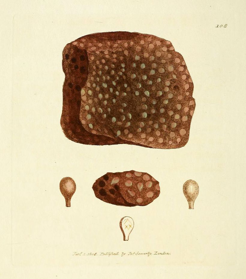 Vintage botanical illustration of a fungus with numerous small bumps, along with three smaller drawings of its spores, published in 1868 by J. Sowery in London.