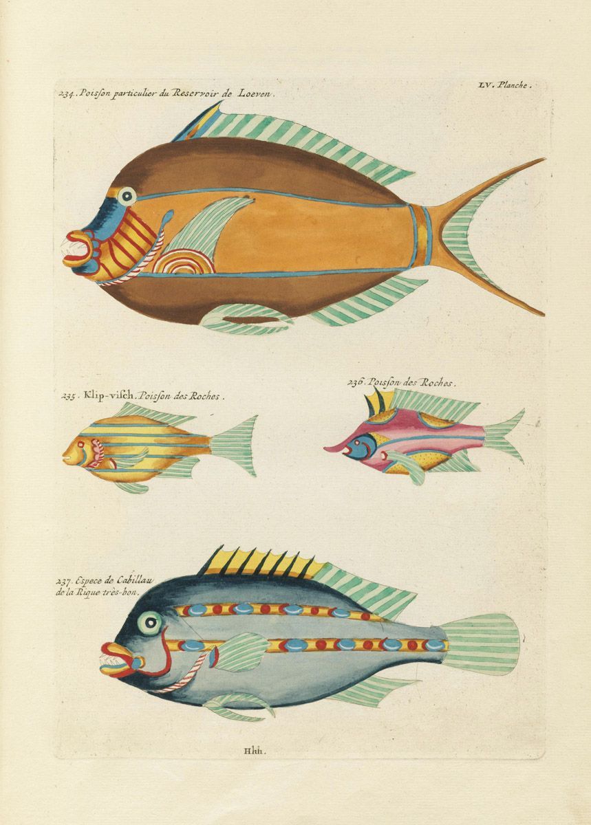 Vintage illustration of colorful fish with French text labels.