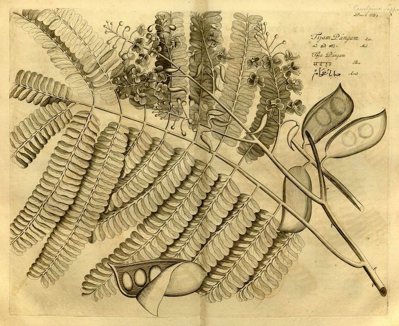 A sepia-toned botanical illustration of a plant with feathery leaves, small flowers, and seed pods, accompanied by handwritten text.