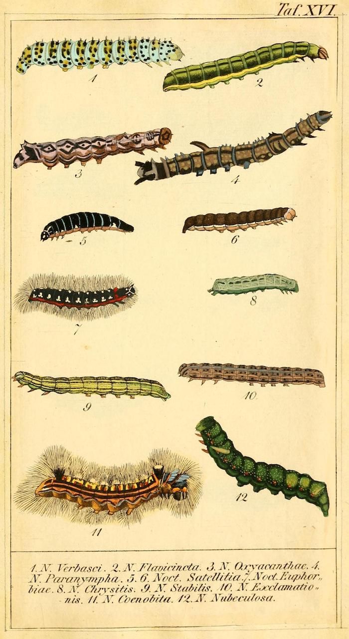 A vintage botanical illustration of twelve different caterpillars, each with unique colors and patterns, arranged in rows on a cream-colored background. The illustration is labeled 'Tab. XVI' and includes scientific names below.