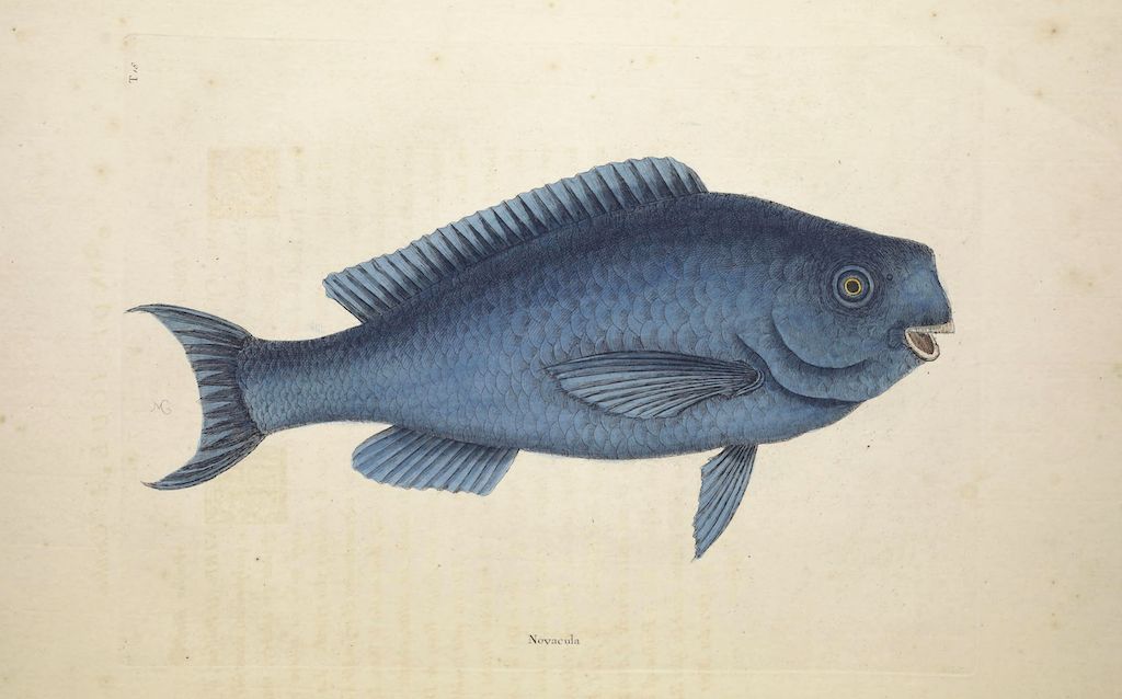 Vintage illustration of a blue Xenaculla fish against a pale yellow background.