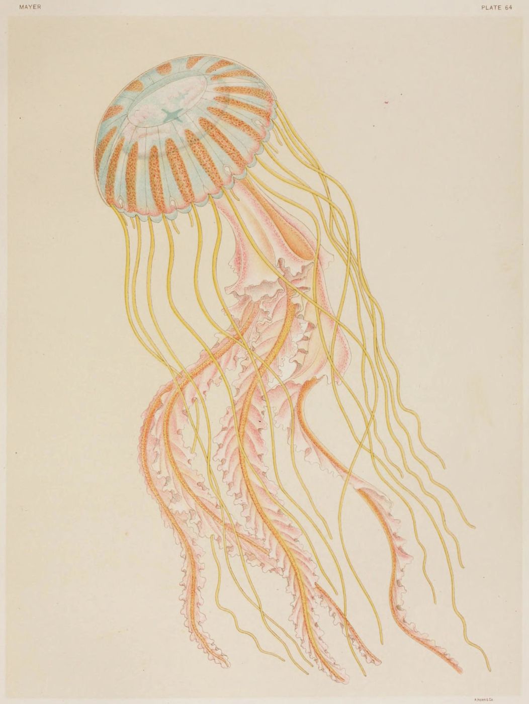 Vintage illustration of a jellyfish with a translucent bell and flowing tentacles.