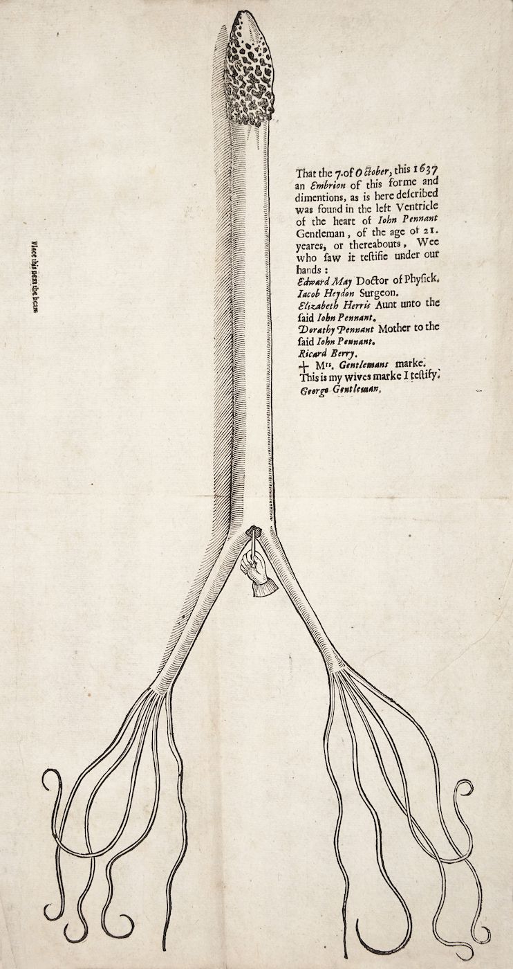 Vintage illustration of a strange organic object held in hands, with accompanying text.