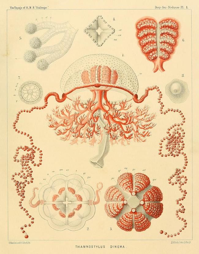 Vintage scientific illustration of a deep-sea medusa, *Thamnostylus cinema*, from 'The Voyage of H.M.S. Challenger'. The illustration features a detailed depiction of the medusa's anatomy, with various views and diagrams labeled with numbers and letters.