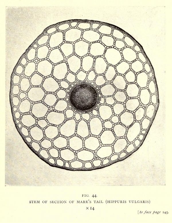 A detailed black and white botanical illustration of a cross-section of a stem, identified as 'Mare's Tail' (Hippuris vulgaris). The stem is circular and filled with a honeycomb-like pattern of small cells.