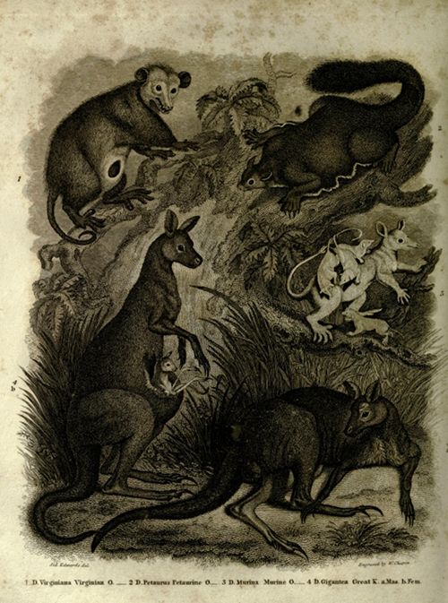 A vintage black and white illustration depicting a kangaroo with a joey, an opossum, rats, and mice amidst tall grass and vegetation. The style is reminiscent of 19th-century scientific illustrations.