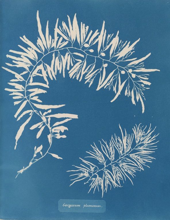 Cyanotype botanical illustration of *Sargassum plumosum* seaweed specimens on a blue background with handwritten text.