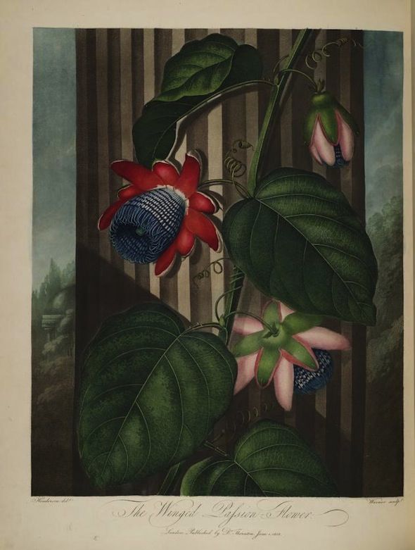 Botanical illustration of a passionflower with large leaves and intricate flowers in various stages of bloom.