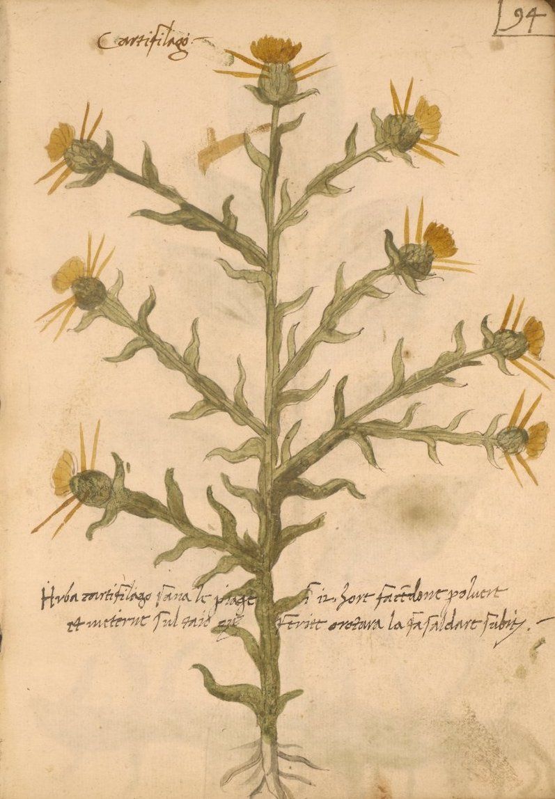 A vintage botanical illustration of a plant with yellow thistle-like flowers and spiky leaves on a faded, aged page.