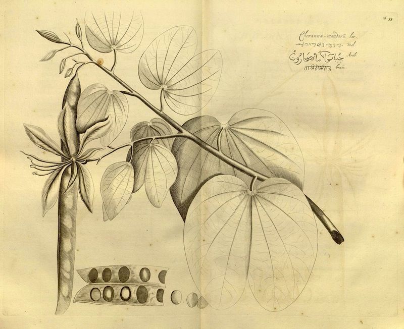 Vintage botanical illustration of a plant with heart-shaped leaves and lavender flowers, accompanied by handwritten text.
