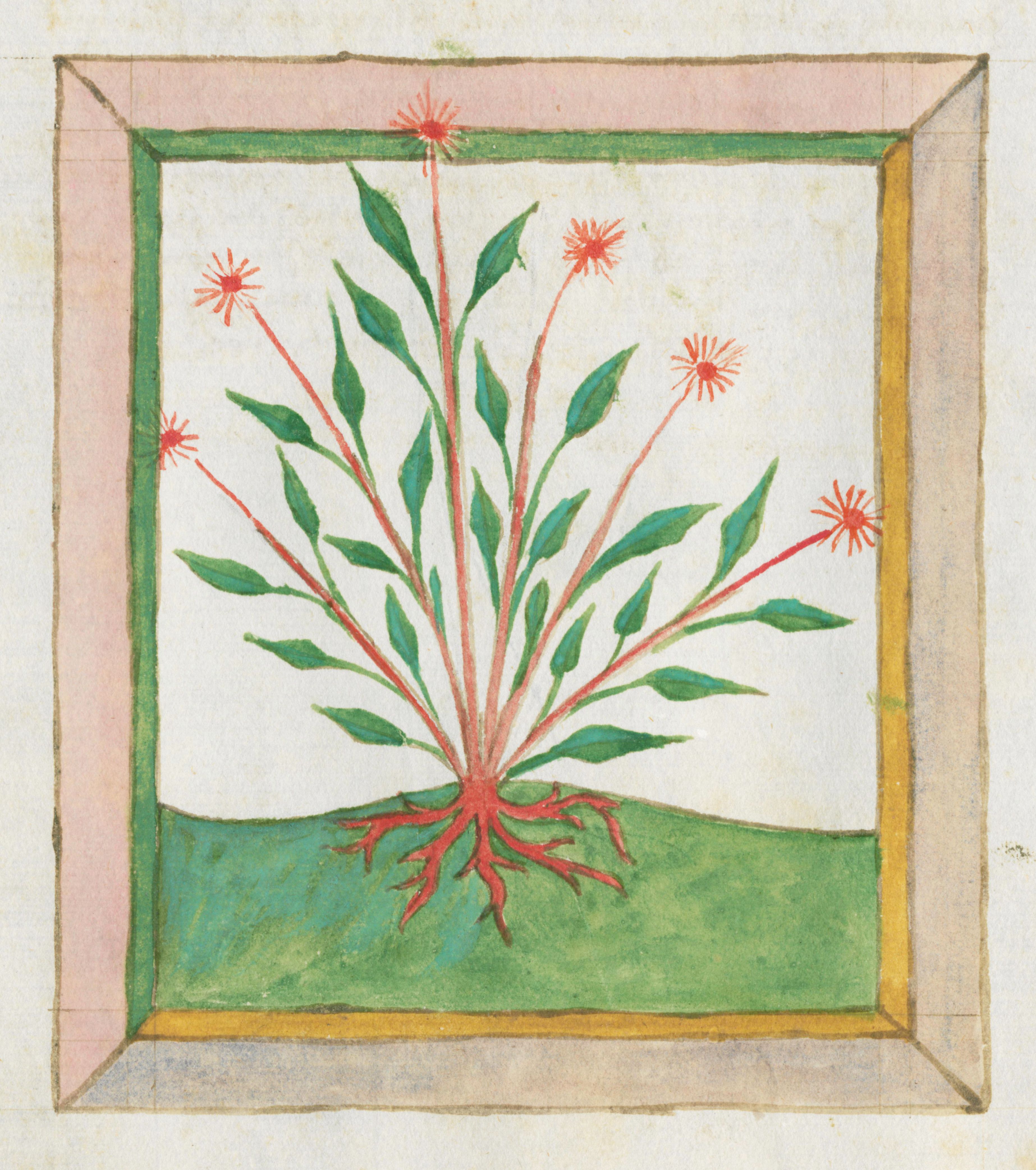 A medieval botanical illustration of a plant with green leaves, red flowers, and roots, framed by a pink and brown border.