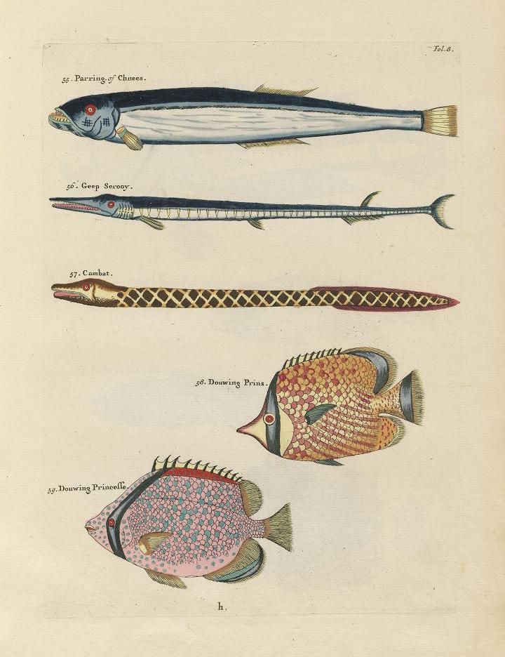 Vintage illustration of five different types of fish, labeled with numbers and names.