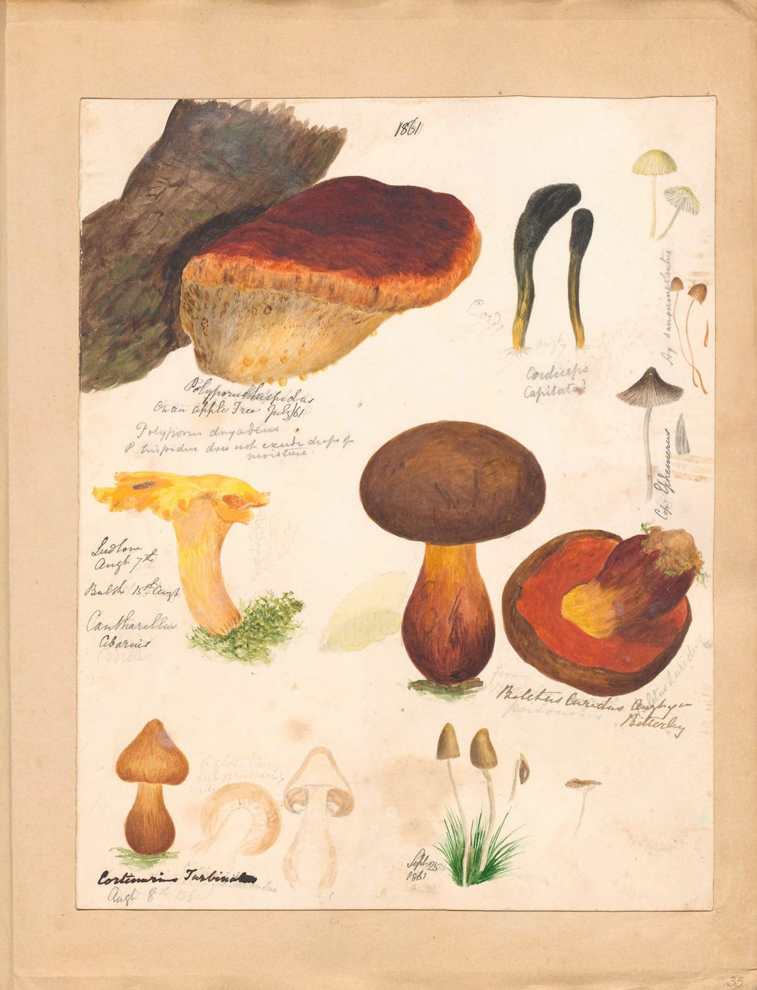 A vintage botanical illustration of various mushrooms, rendered in watercolor and ink on aged paper.