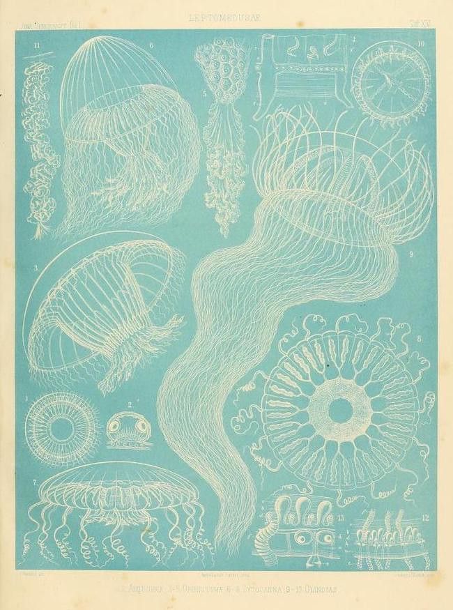 Vintage scientific illustration of various jellyfish species in pale yellow-green against a teal background.