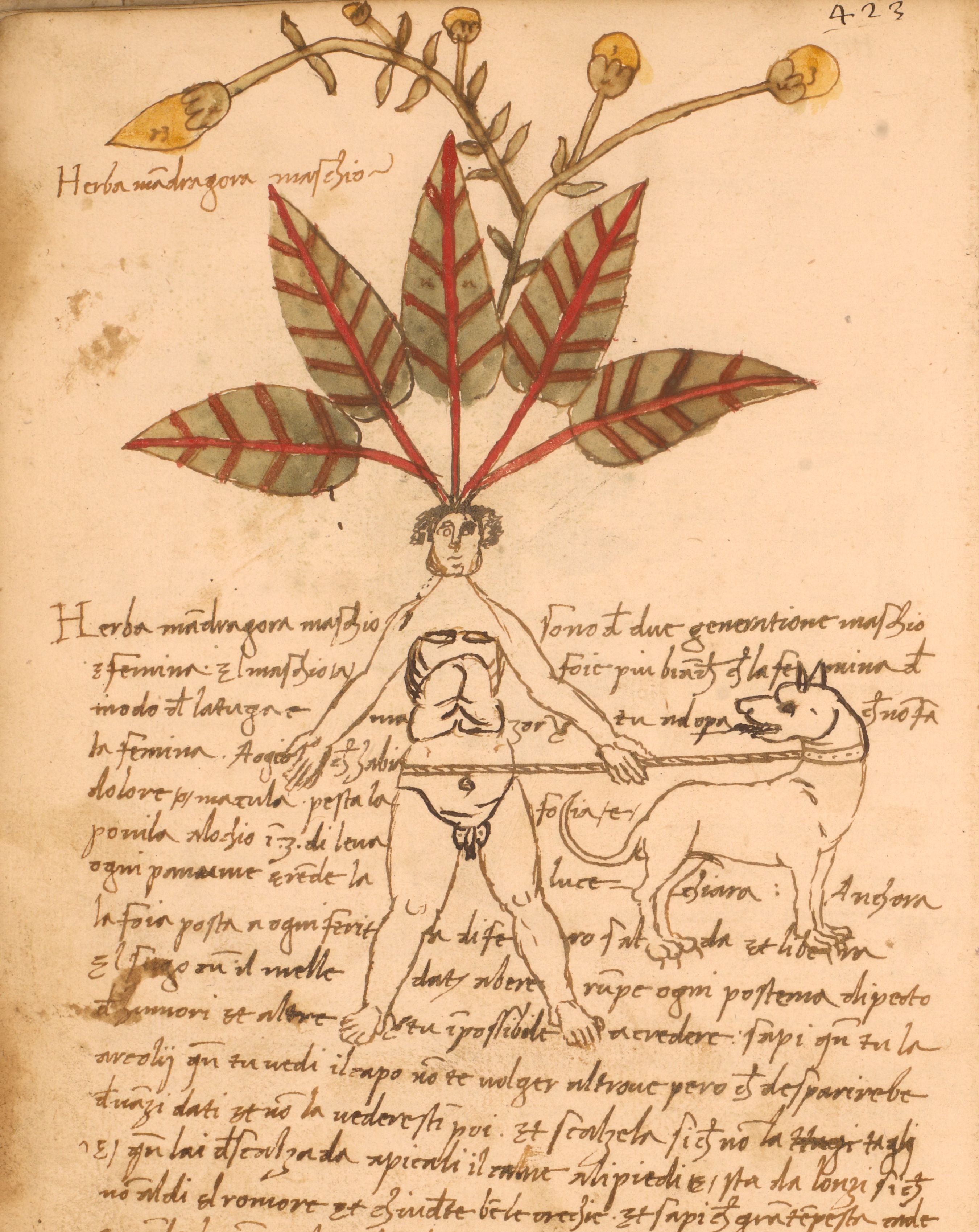 A page from an old manuscript with a detailed illustration of a plant and a drawing of a man.