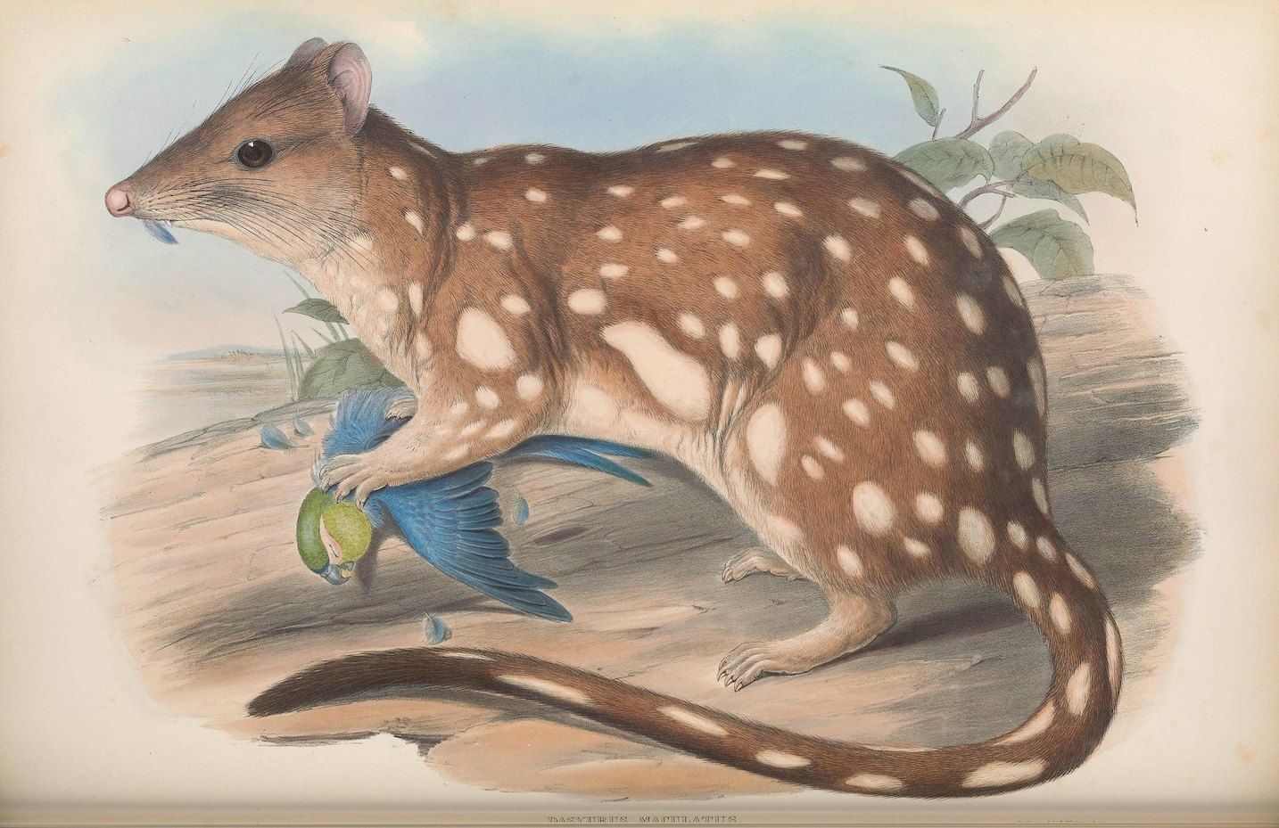 Vintage illustration of a quoll holding a parrot in its mouth.