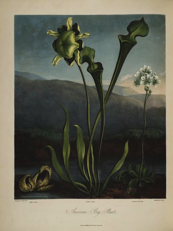 A detailed botanical illustration of a pitcher plant with green pitchers, white flowers, and long leaves against a dark green background.