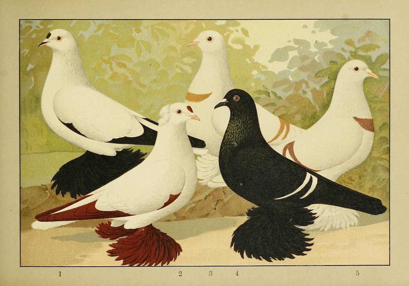 Vintage illustration of five pigeons with different plumage patterns and colors.