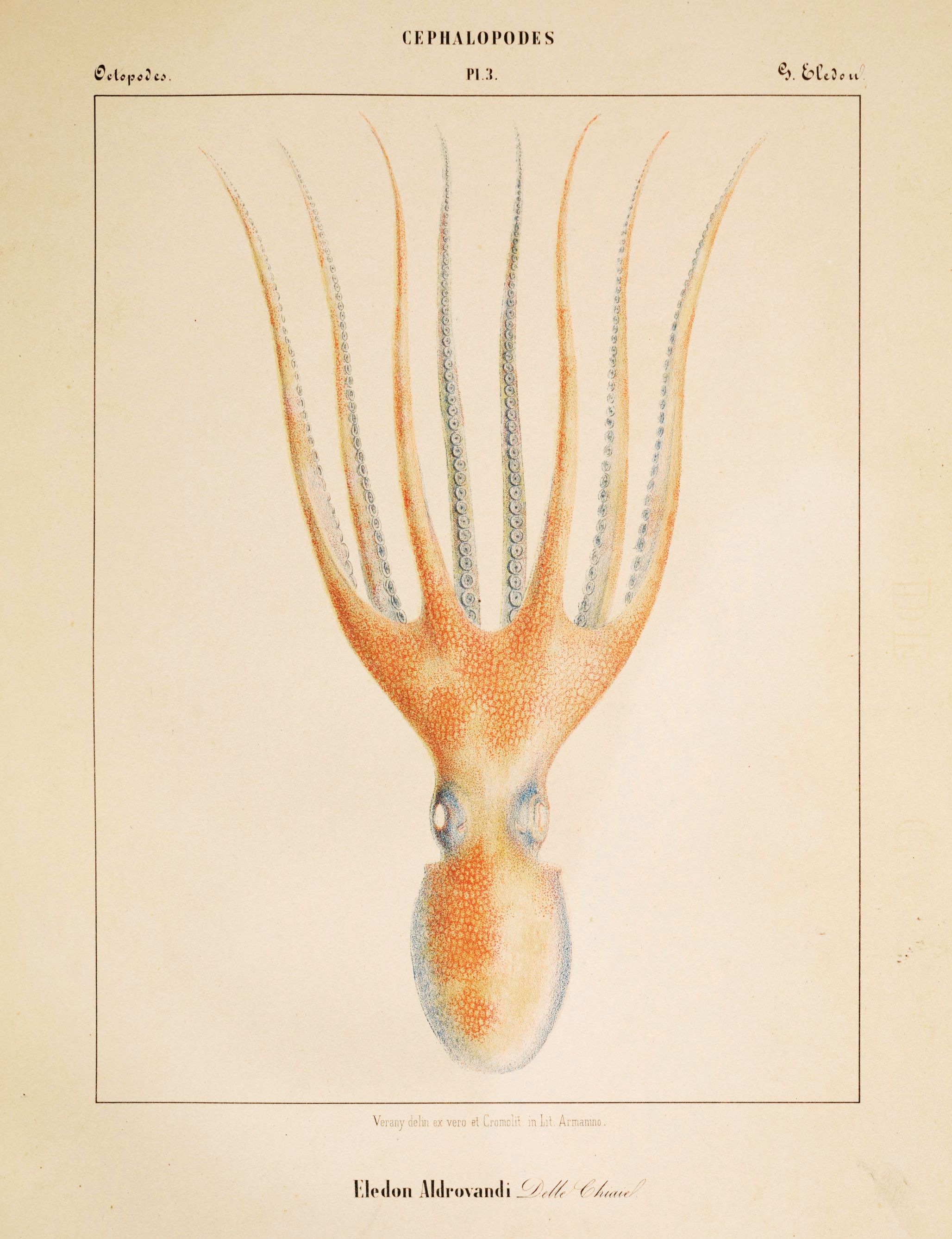 Vintage scientific illustration of an octopus with long arms covered in suckers.
