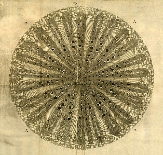 A detailed, antique-style diagram resembling a cross-section of a plant stem, filled with numerous small, concentric circles and dots.