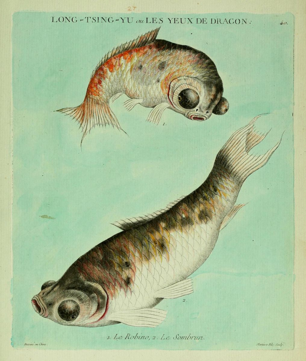 Vintage illustration of two fish labeled 'LONG-TSING-YU ou LES YEUX DE DRAGON', with text identifying them as '1. Le Robino' and '2. Le Sombrun'.
