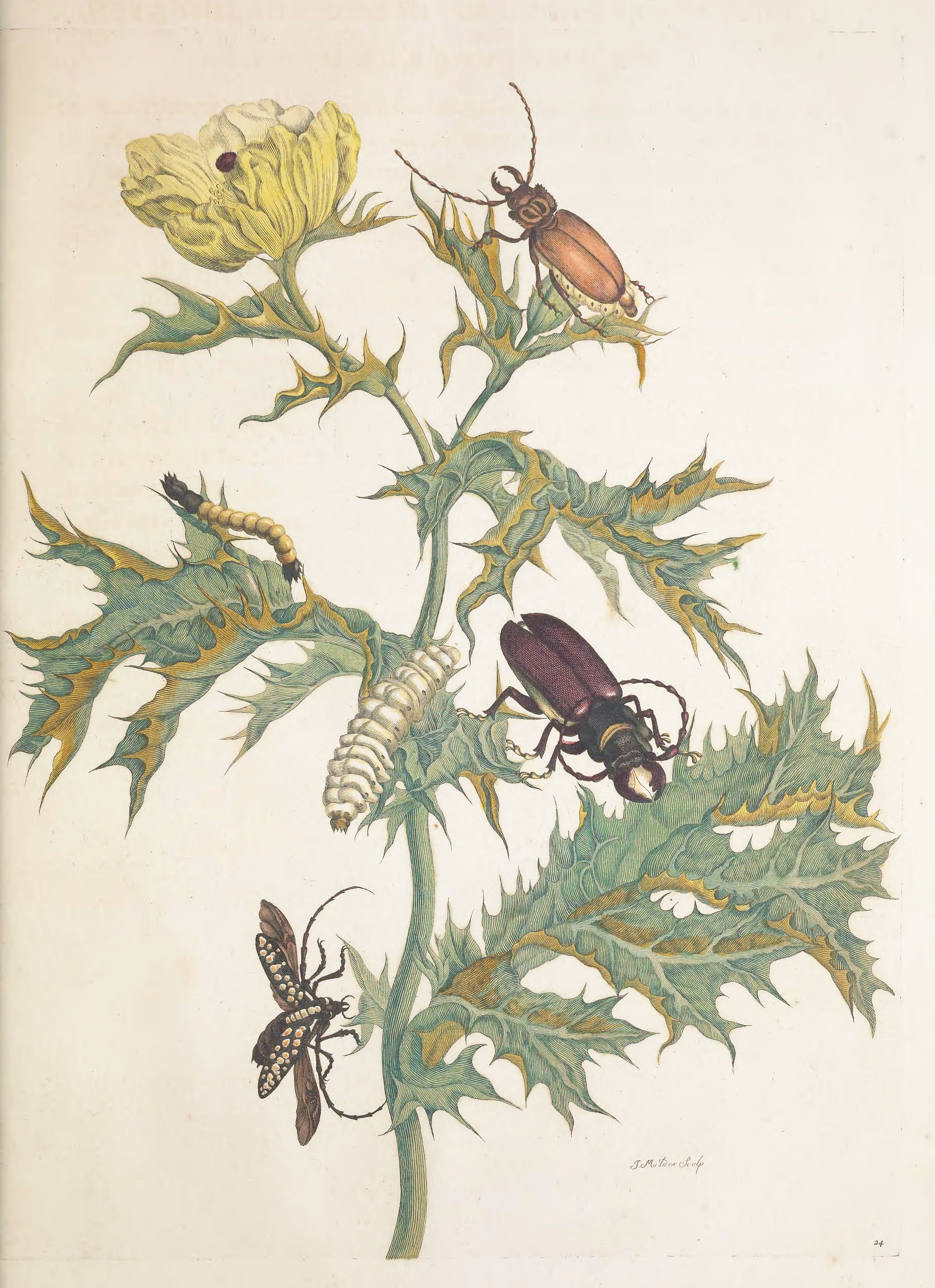 Vintage botanical illustration of a plant with insects.