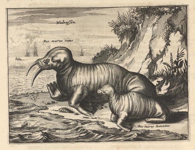 A black and white engraving of two walruses in a marine environment with ships and rocky coastline in the background.