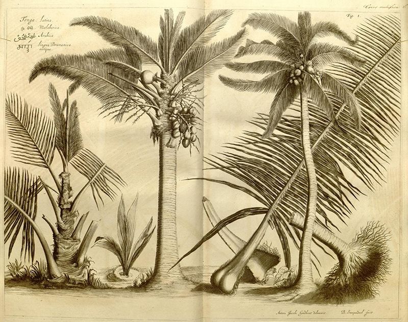 Vintage botanical illustration of two palm trees with coconuts, detailed engraving, sepia tone, 18th or 19th century style.