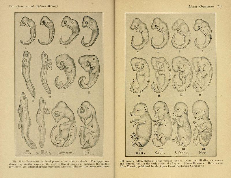 A page from a biology textbook showing diagrams of vertebrate embryos at different stages of development.