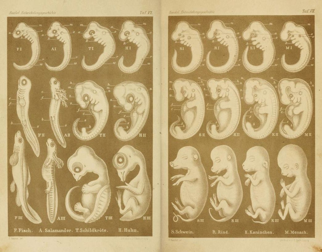 Vintage scientific illustration comparing embryonic development in fish, salamander, frog, chicken, pig, cow, rabbit, and human.